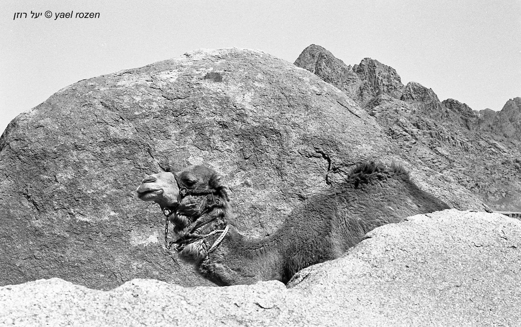 Camel between the rocks