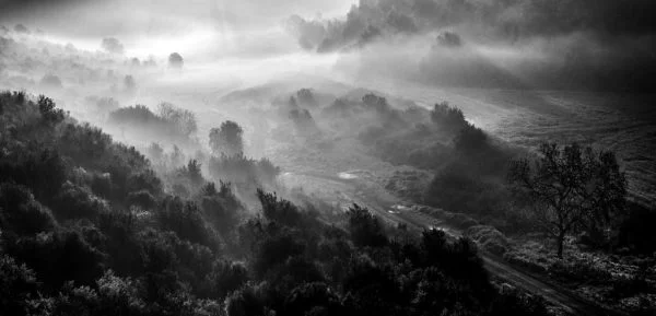 Wild Fog