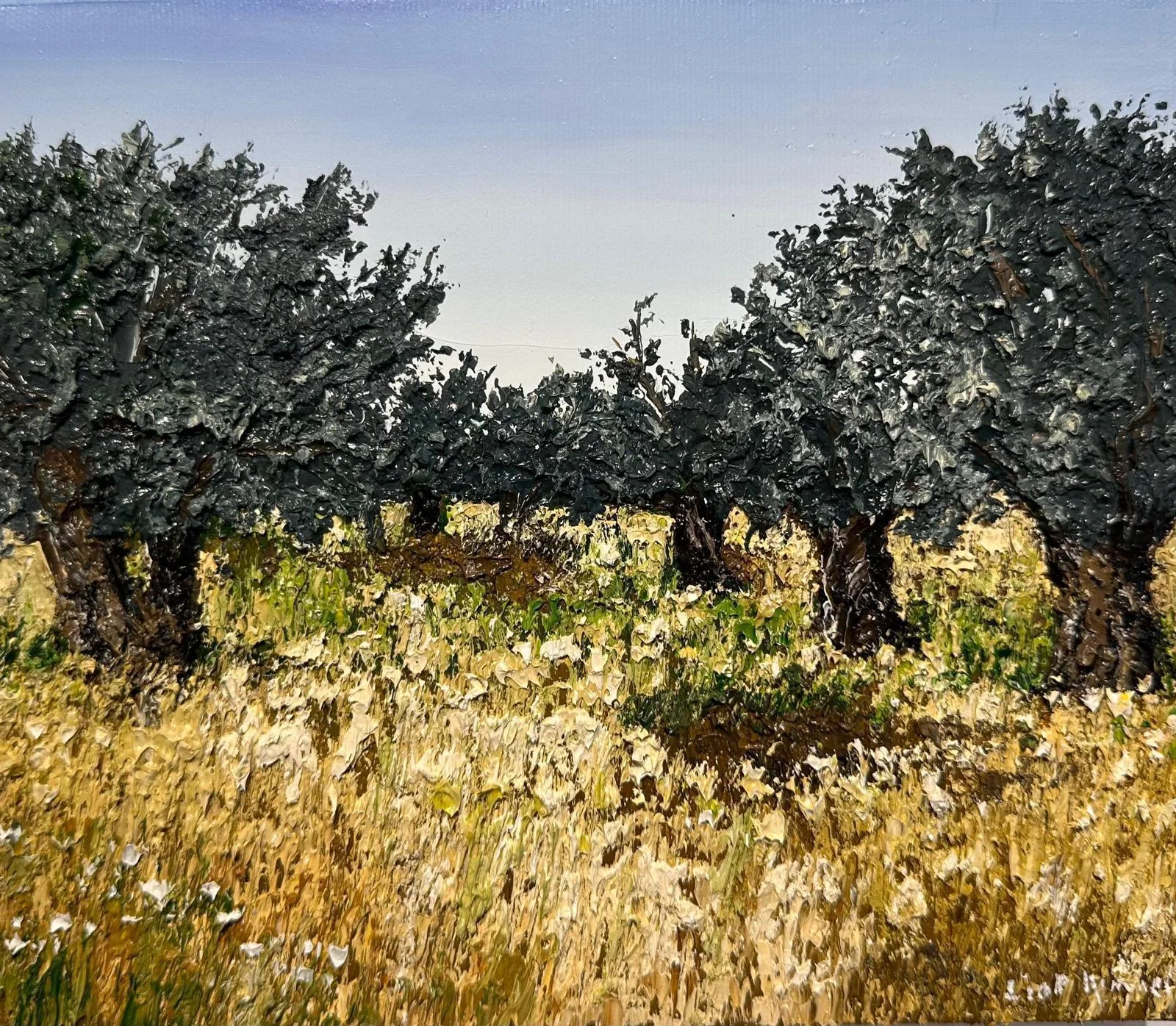 Olive tree grove