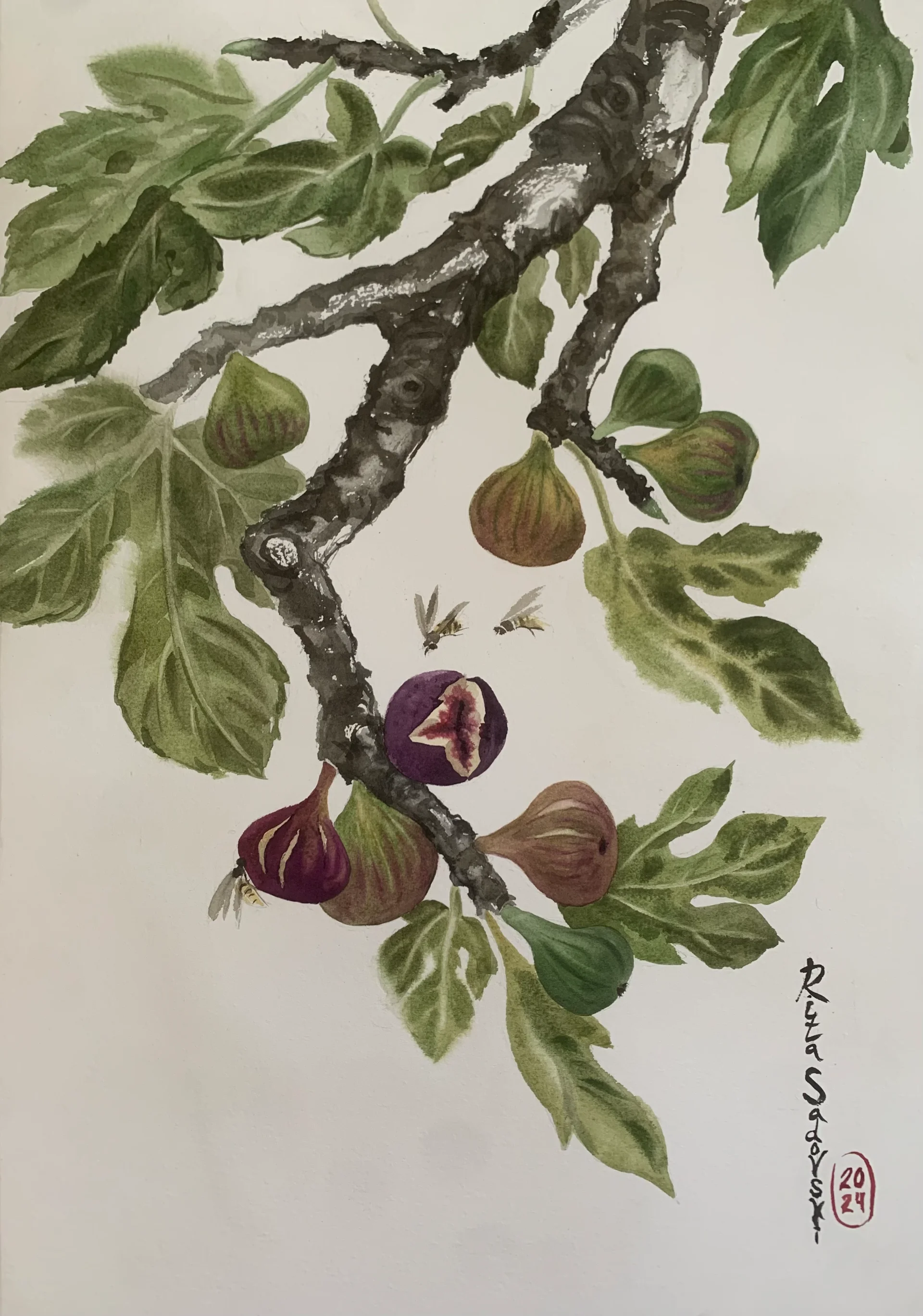 Fig