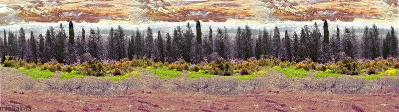 Trees and sky fish