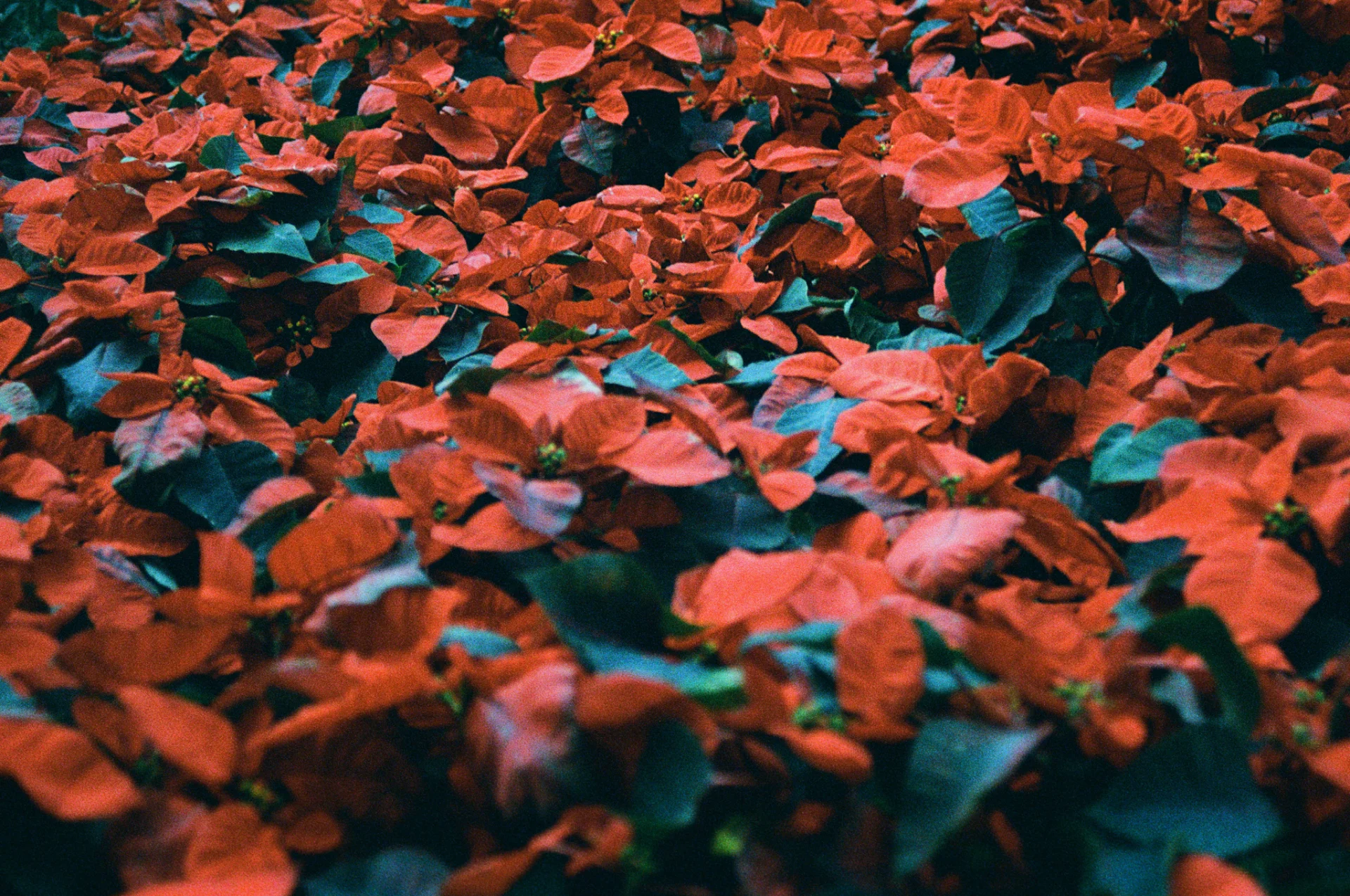 Textura
