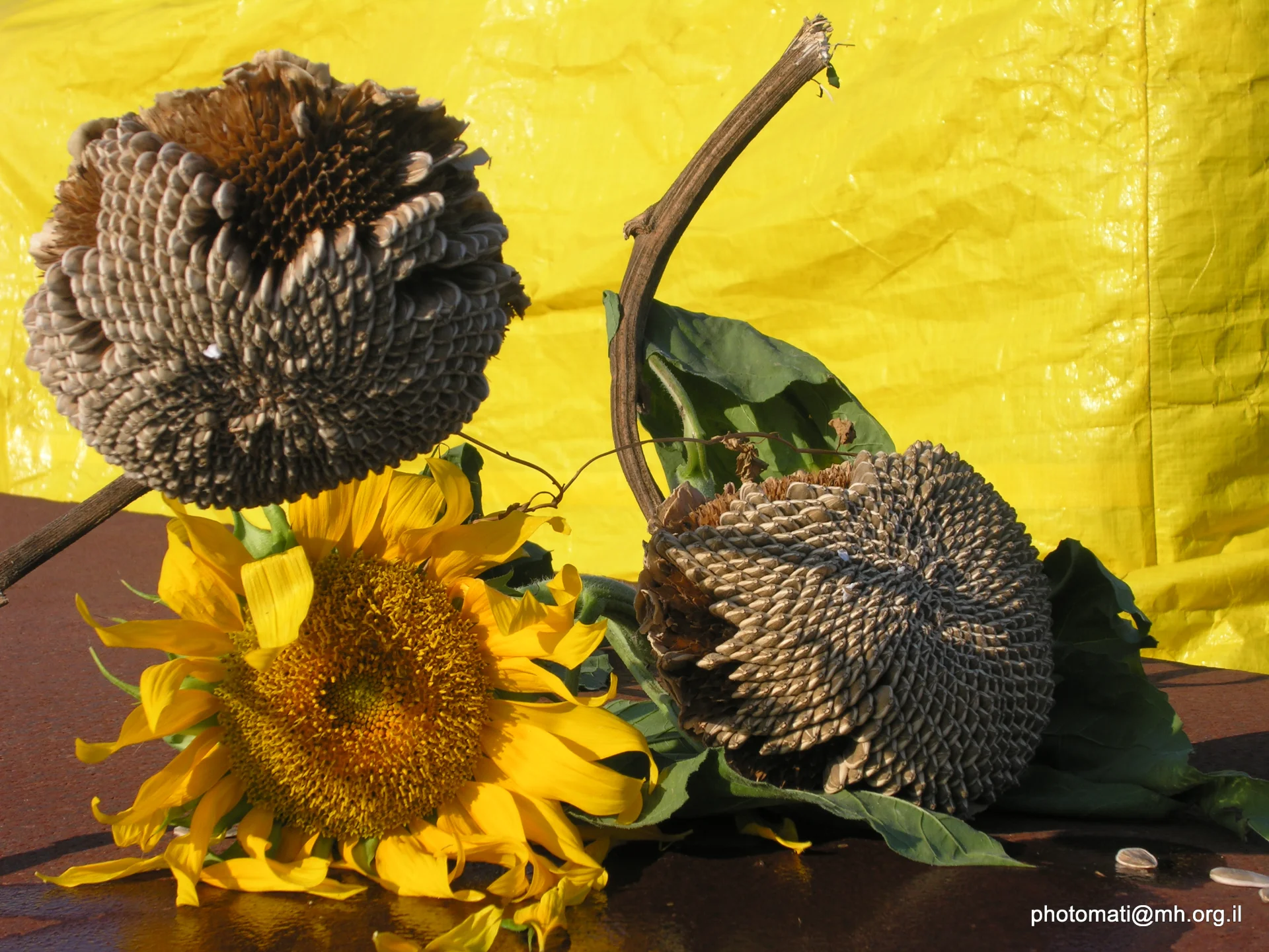 Sunflowers