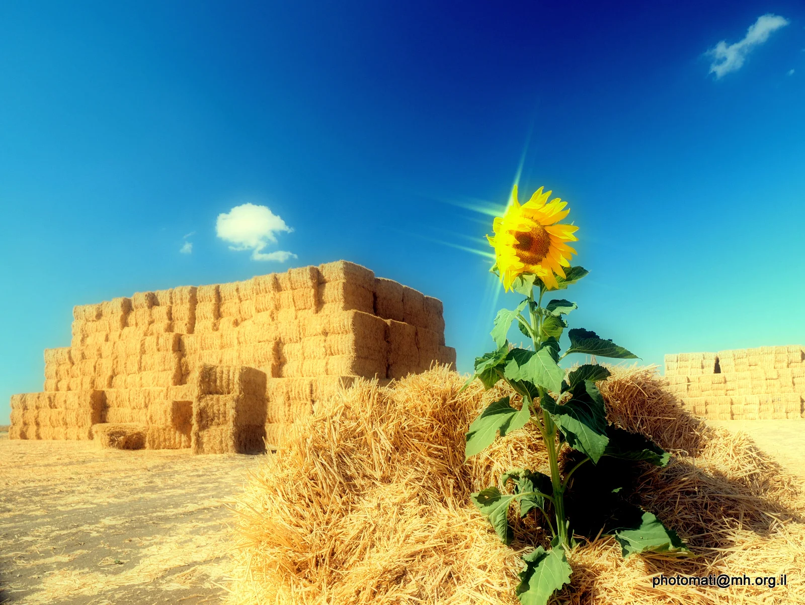 Sunflowers 3