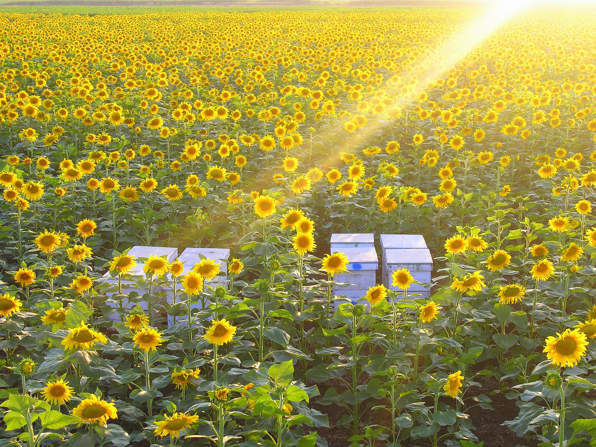 Sunflowers 4