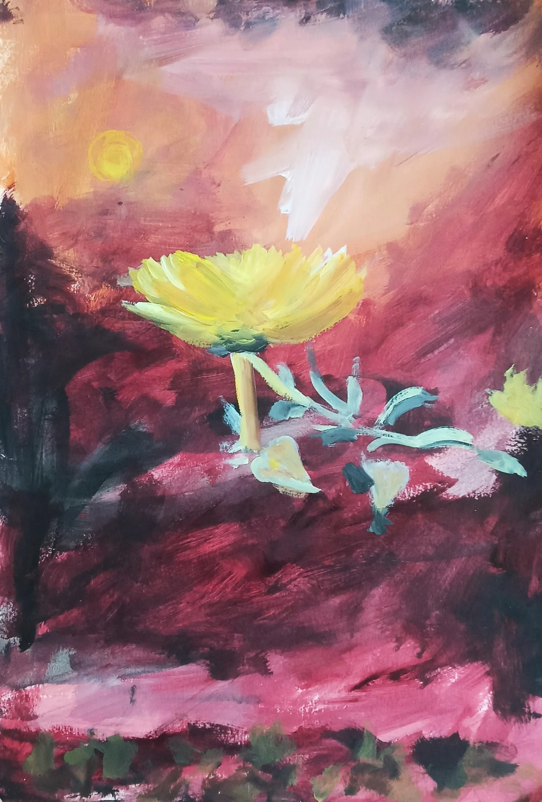 Wildflowers - Coastal Evening Primrose