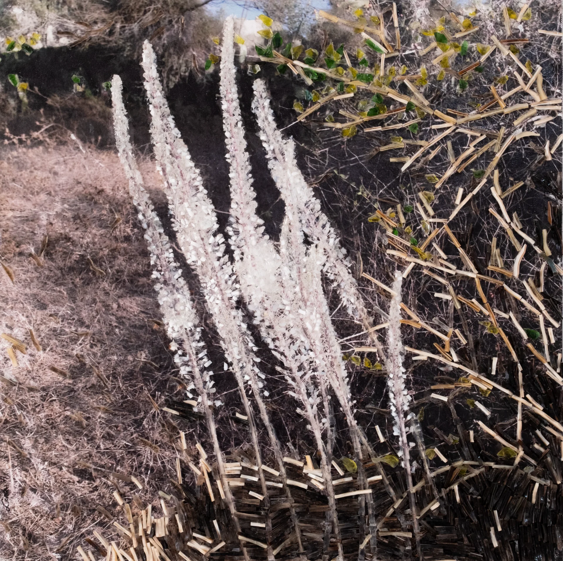 פריחת החצבים