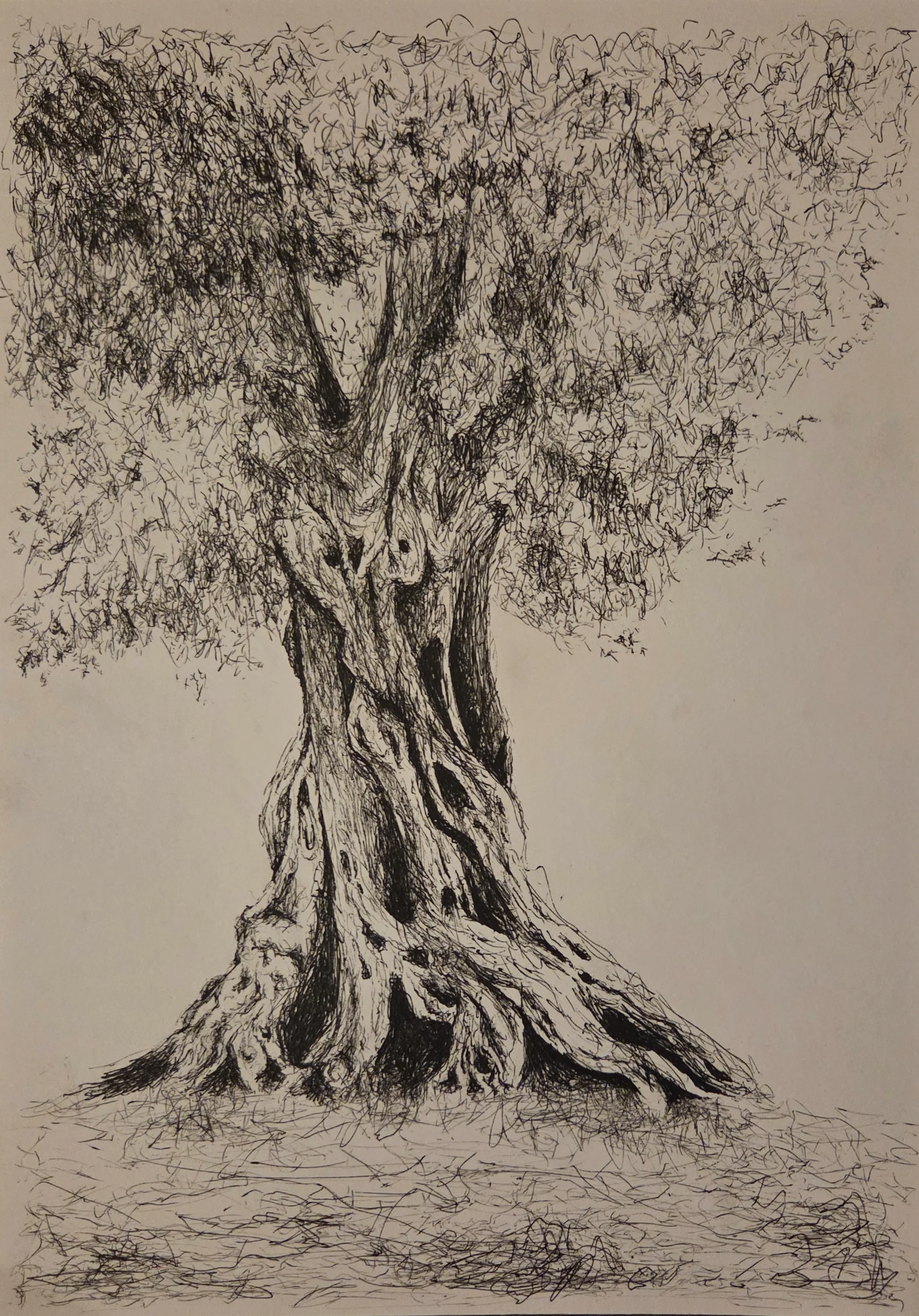 Olive tree 