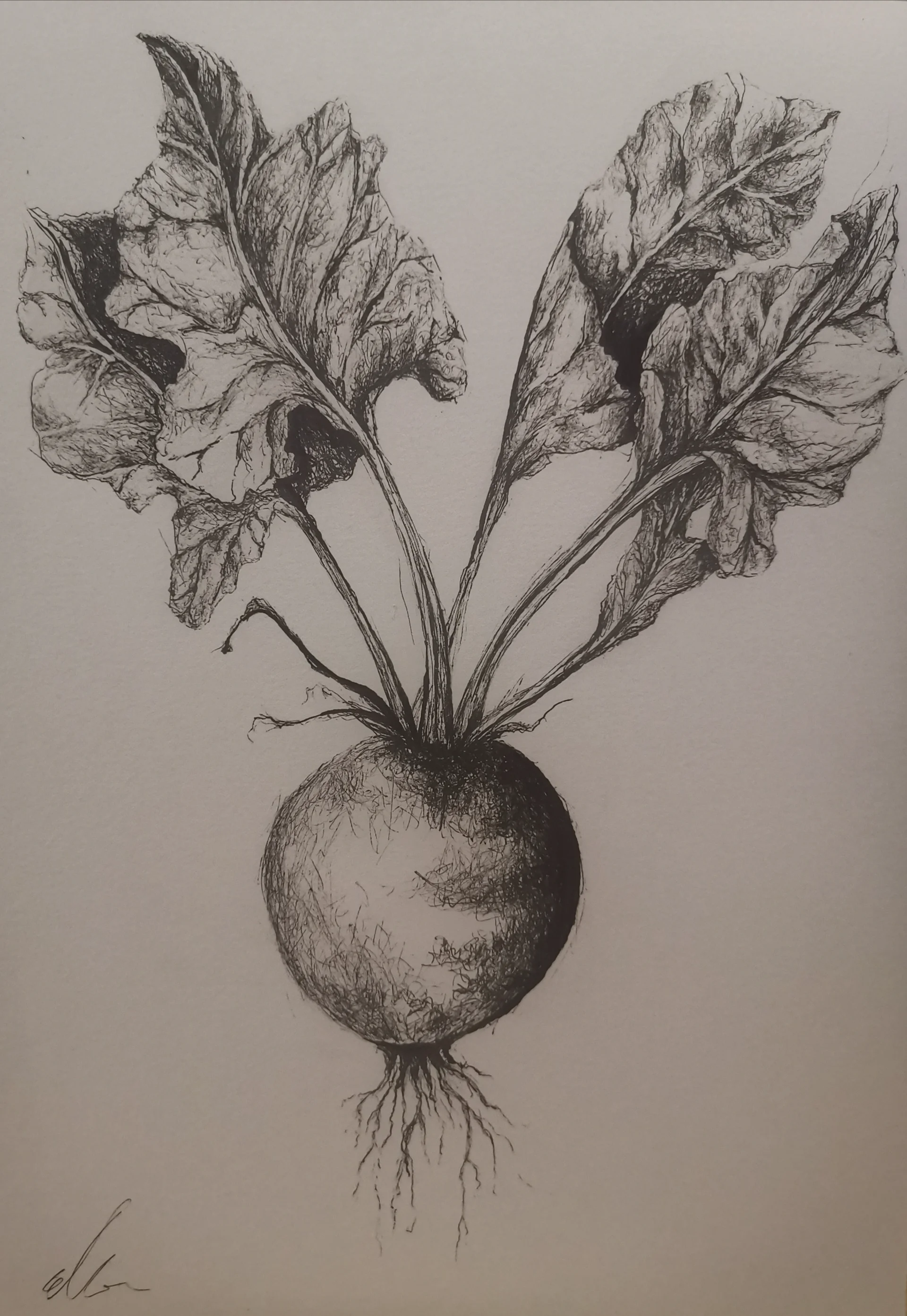 Radish