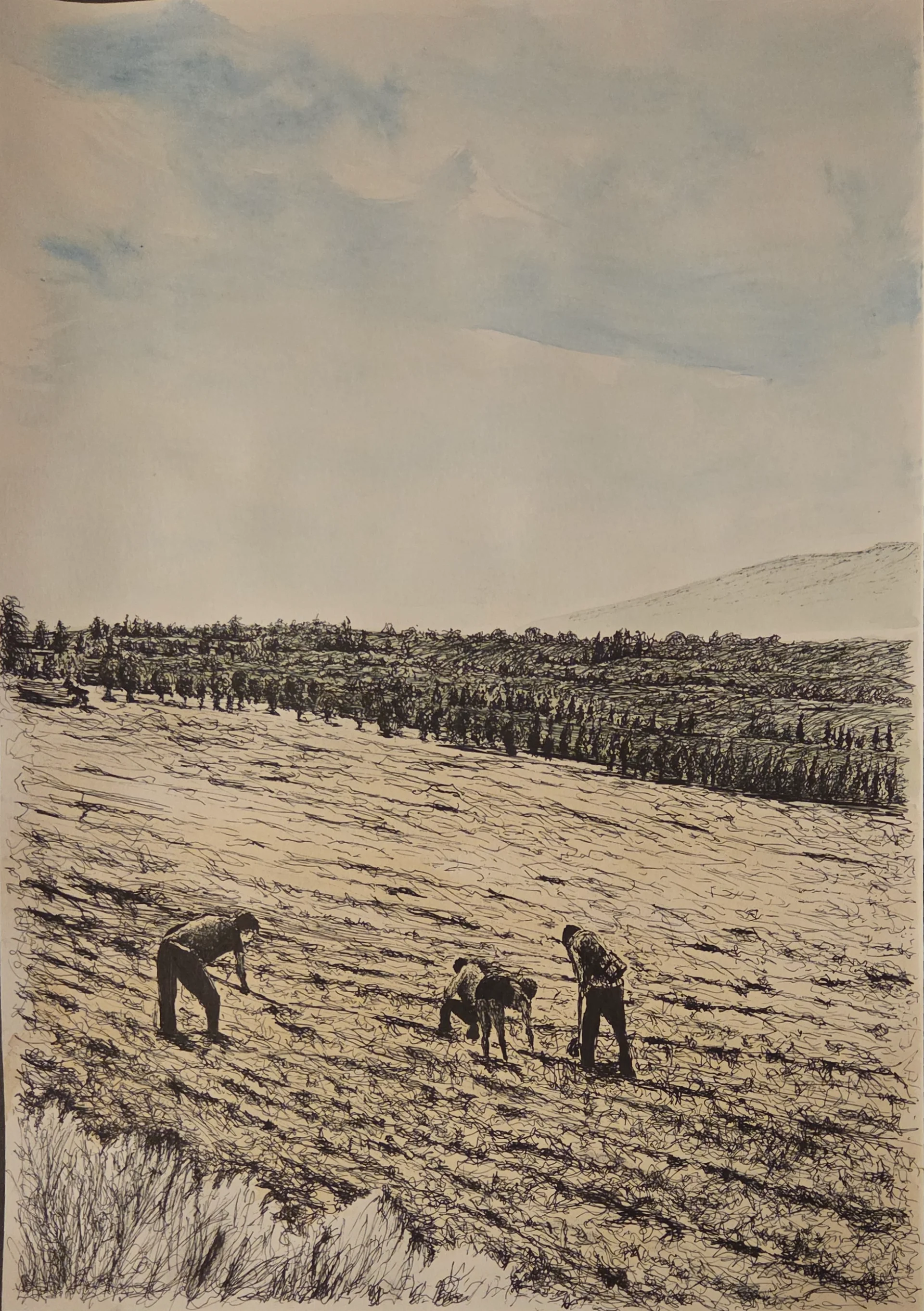 גידולי שדה בתל קציר 1949