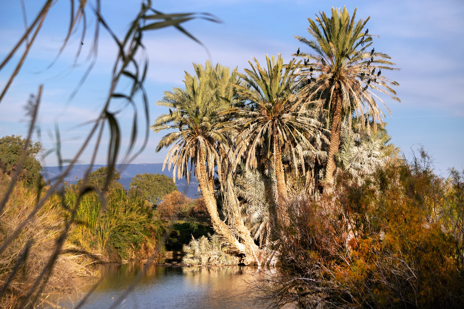 Rest of the Migrants