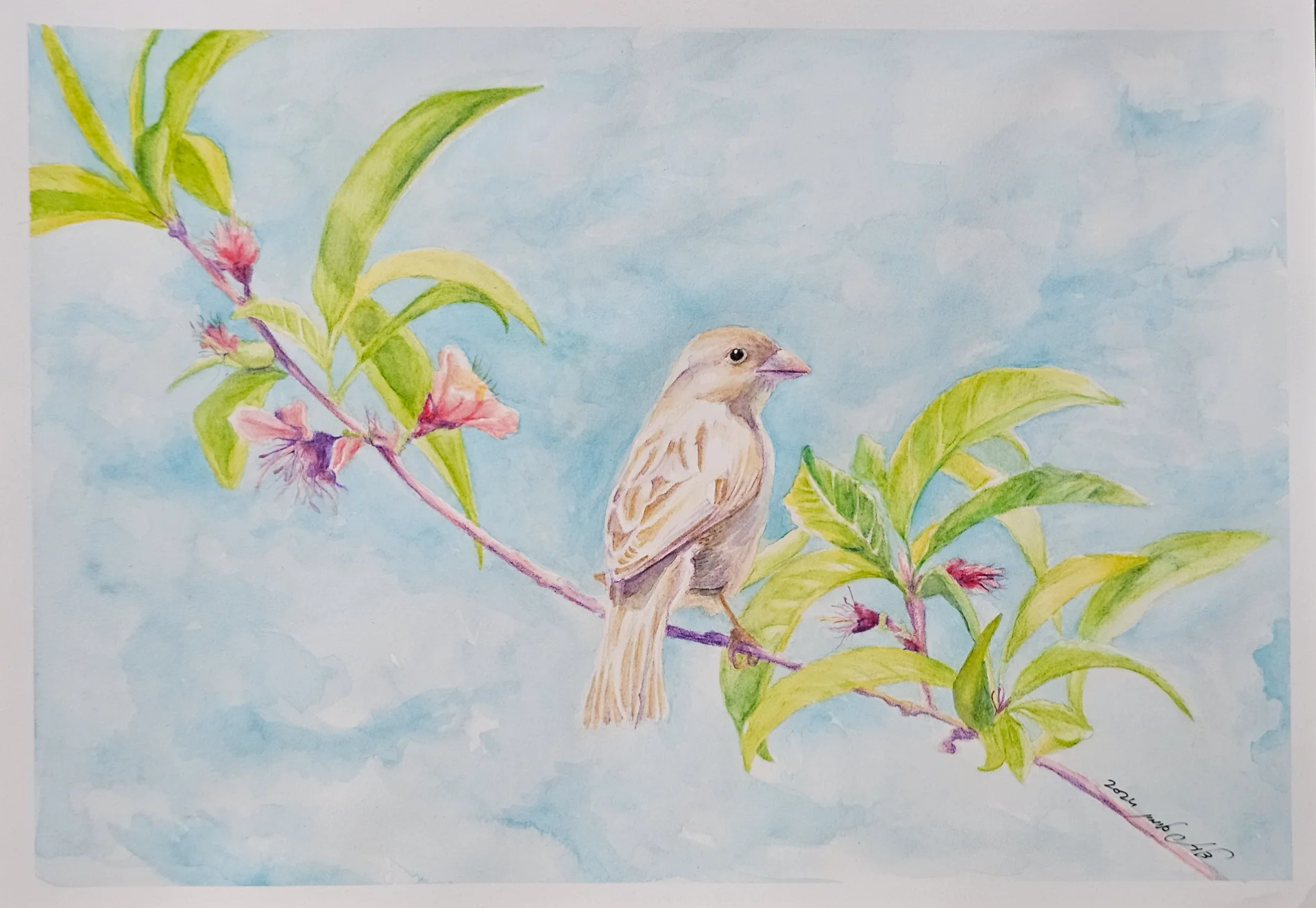 השקט של הדרור