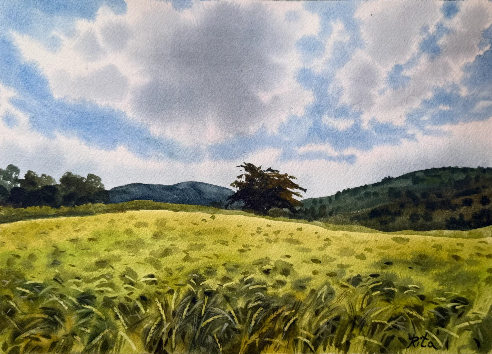 The wheat is growing again
