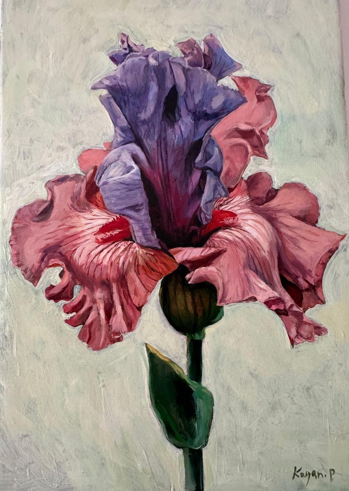 Velvet Iris Bloom