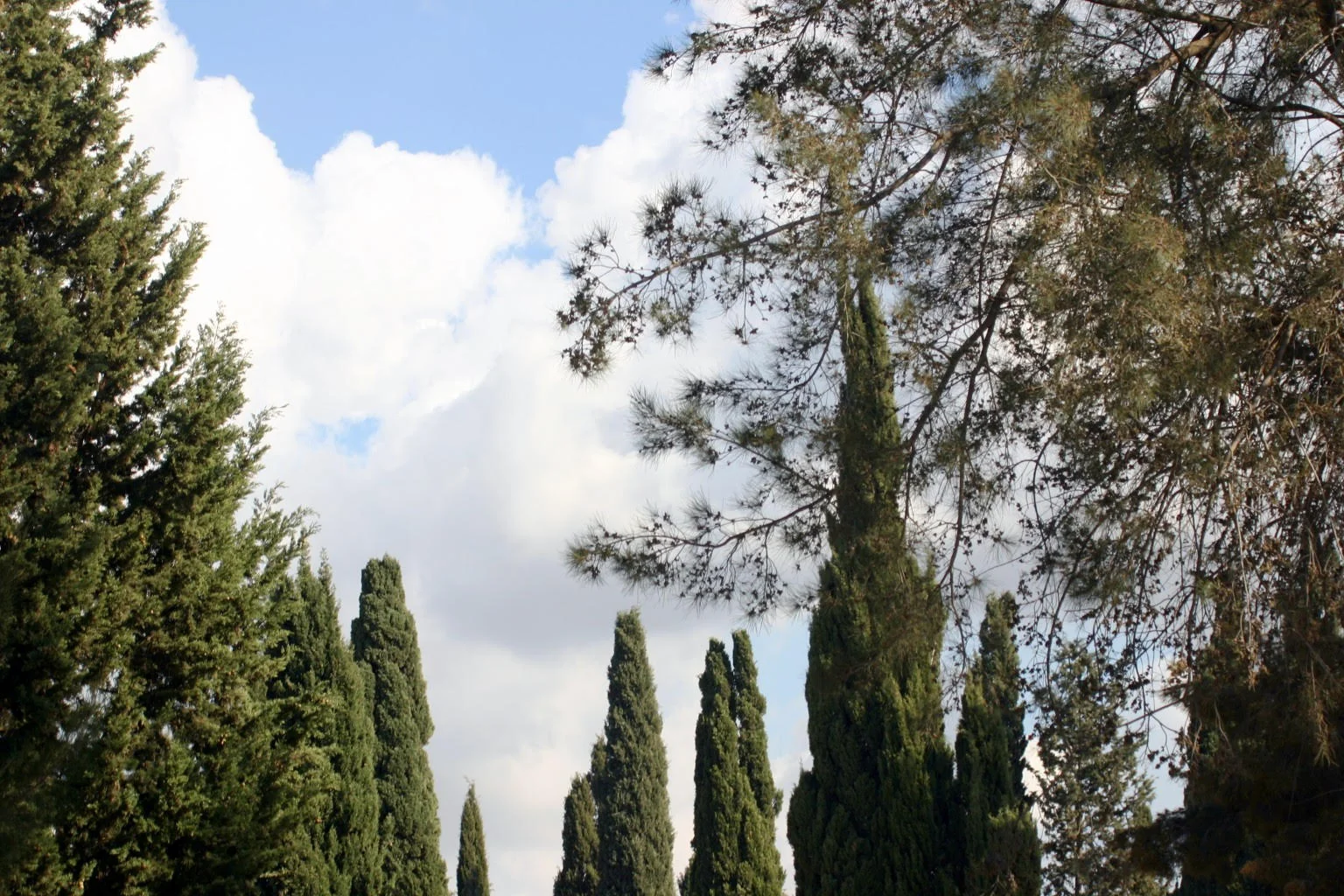 Cypresses Clouds
