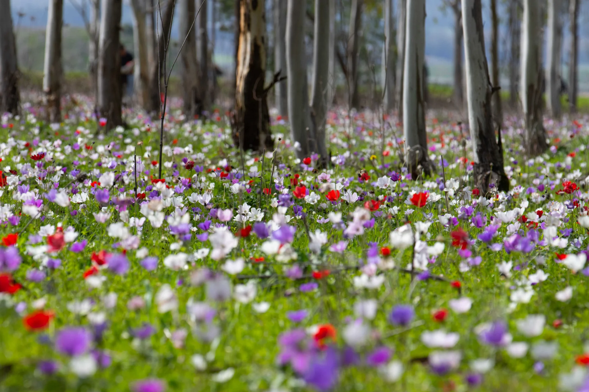 Spring Carpet in Bloom