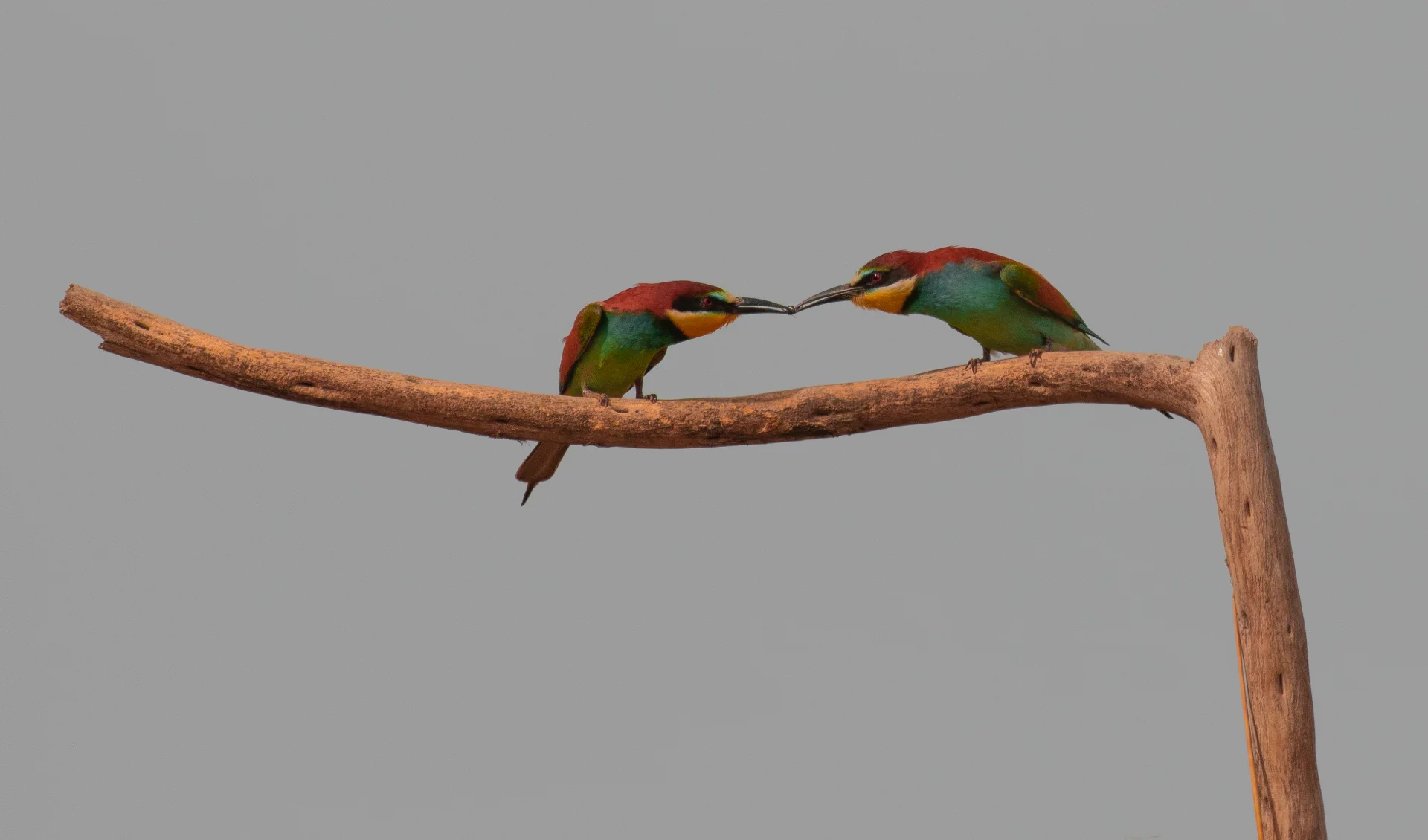 Meeting on the Branch