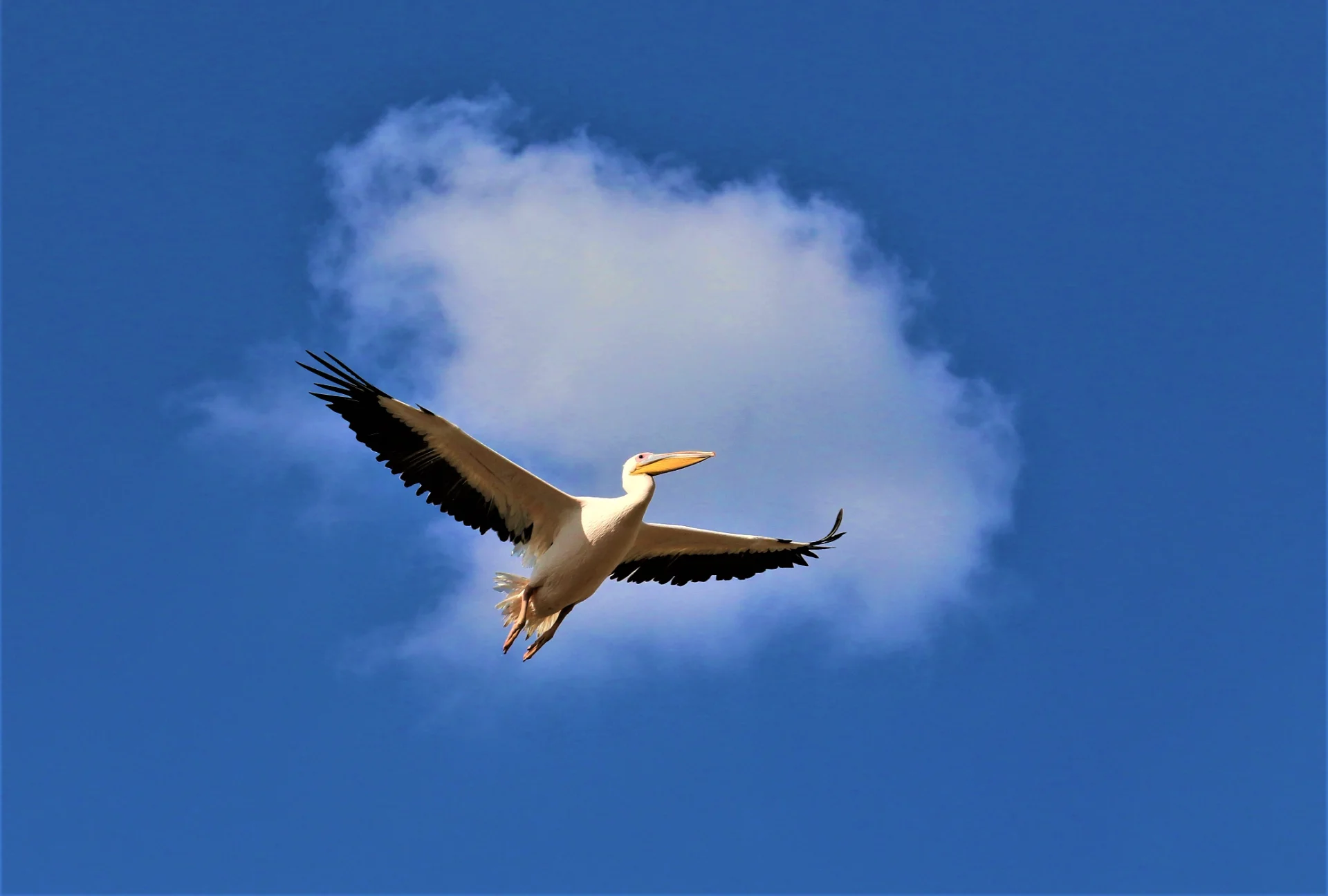 Pelican in Blue Ascent