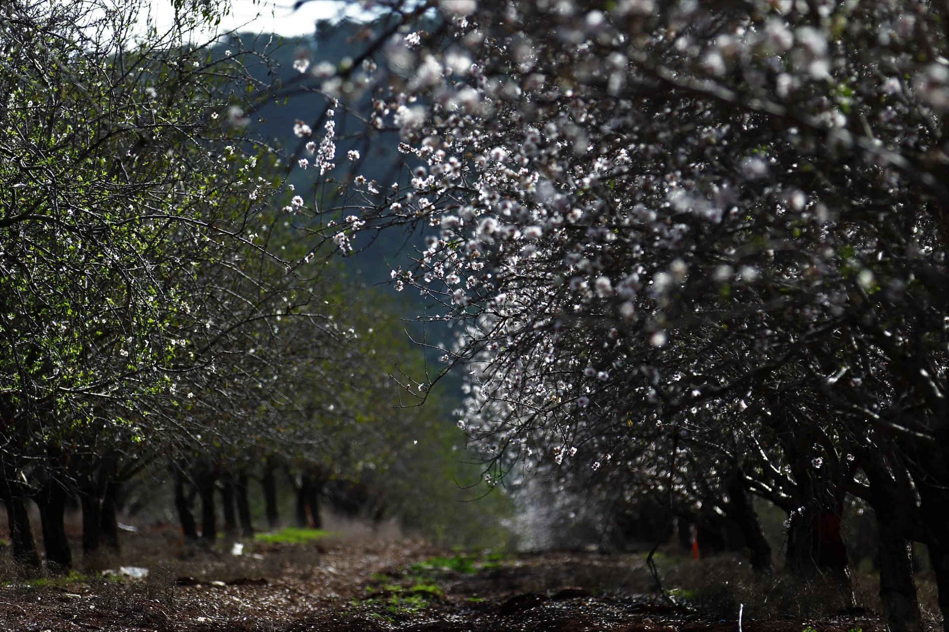Blossoms After Rain