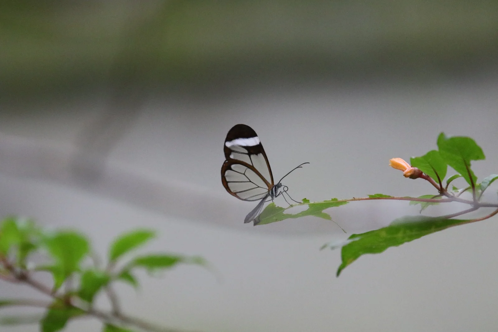 Glasswing Pause