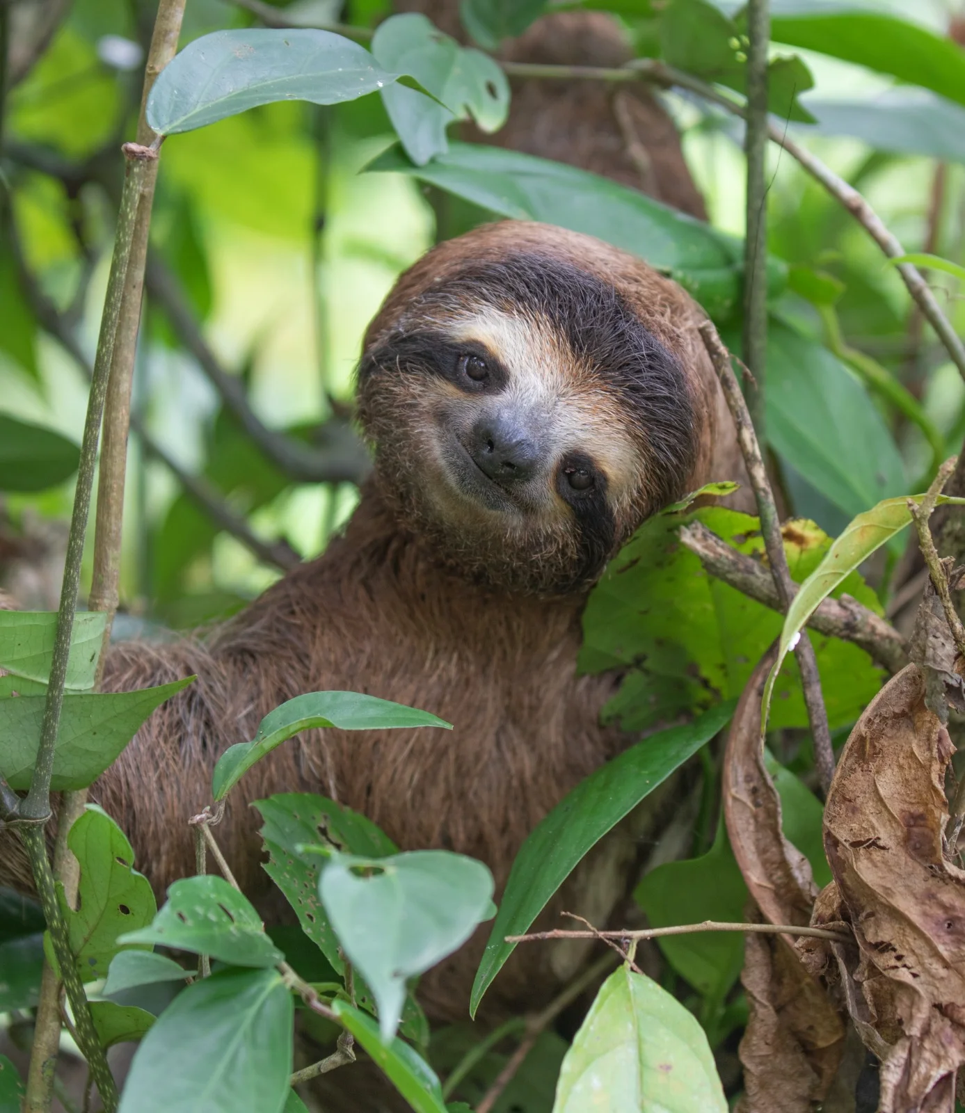 Jungle Reverie