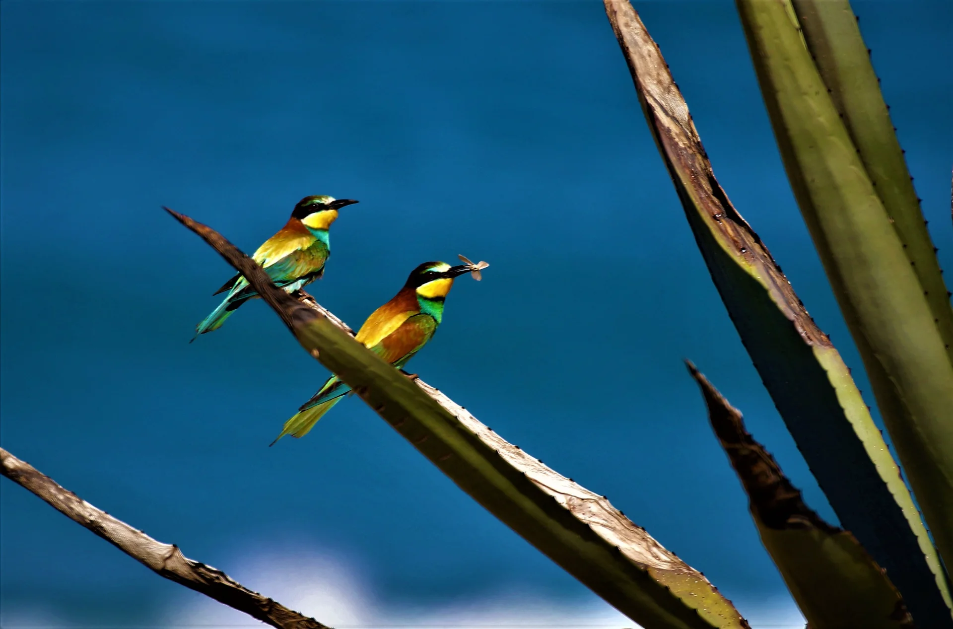 Sunlit Pair in Blue