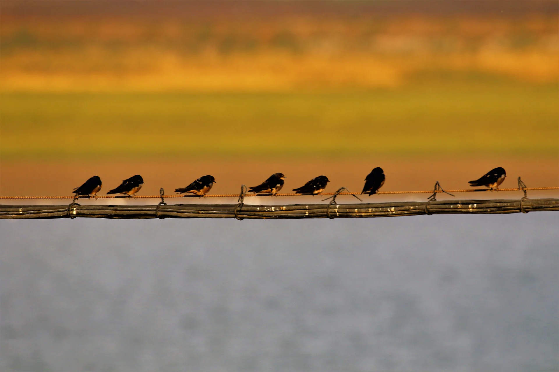 Swallows at Dusk