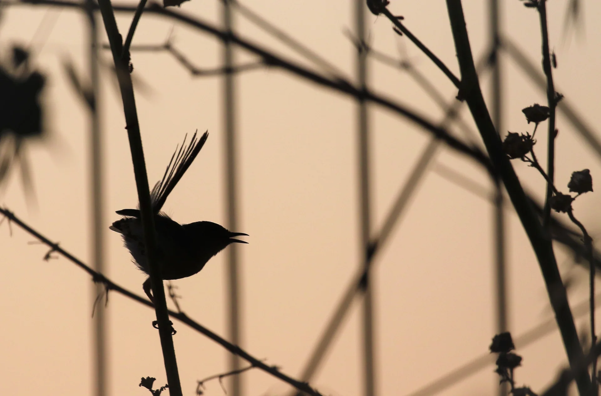 Twilight Songbird
