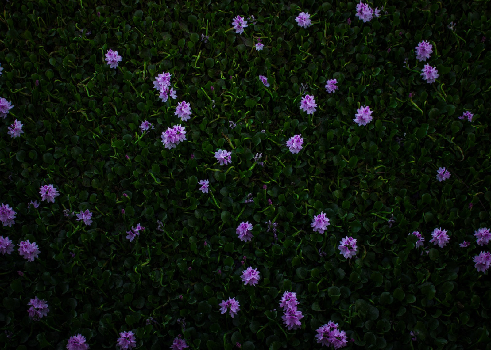 Nocturne in Bloom