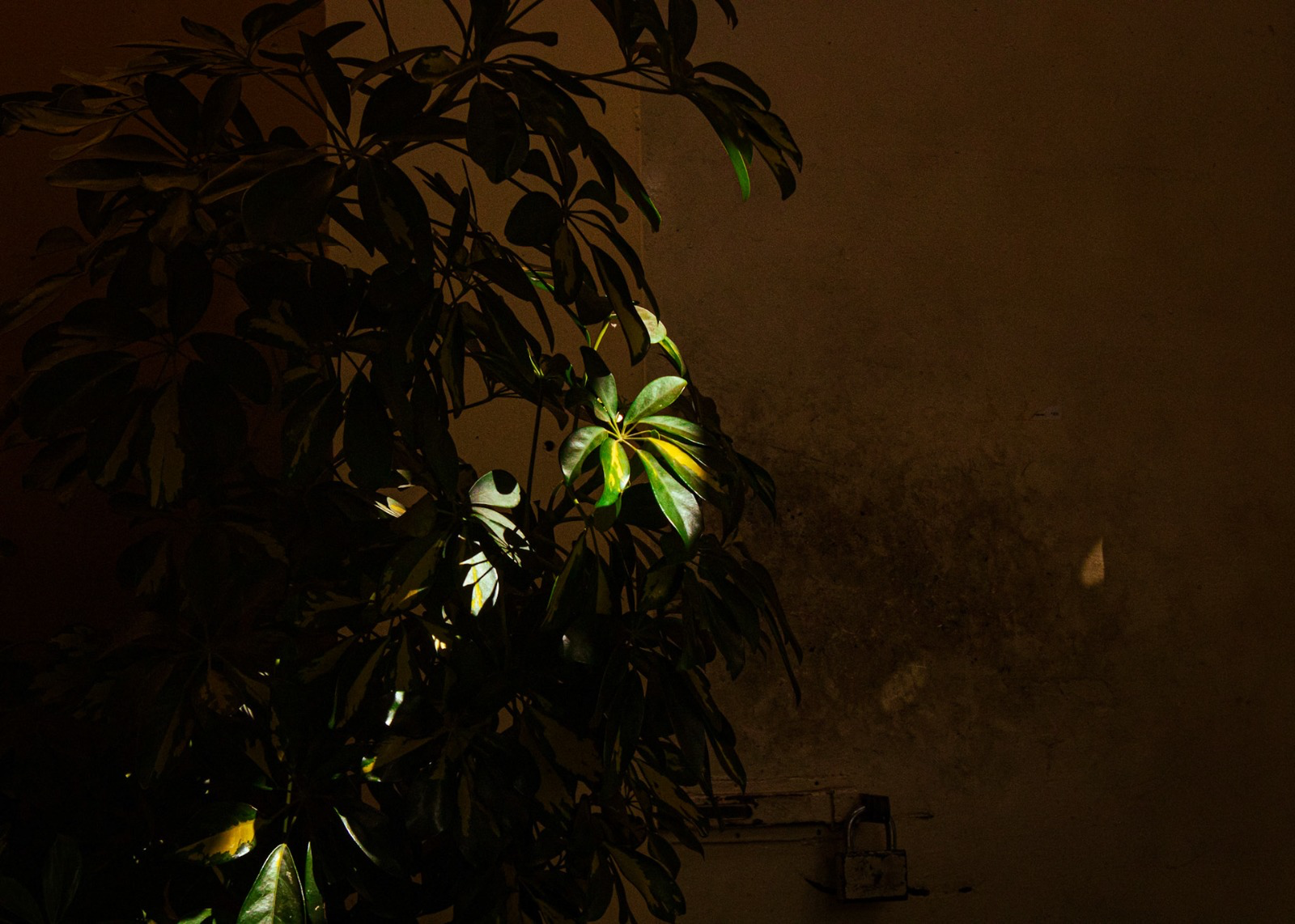 Nocturne with Leaves