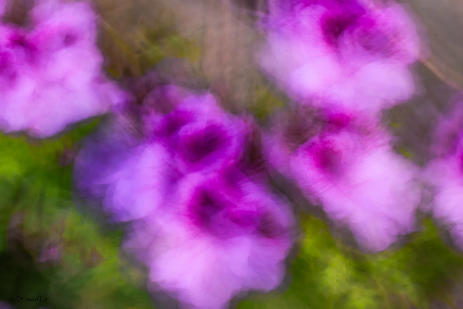 purple dream