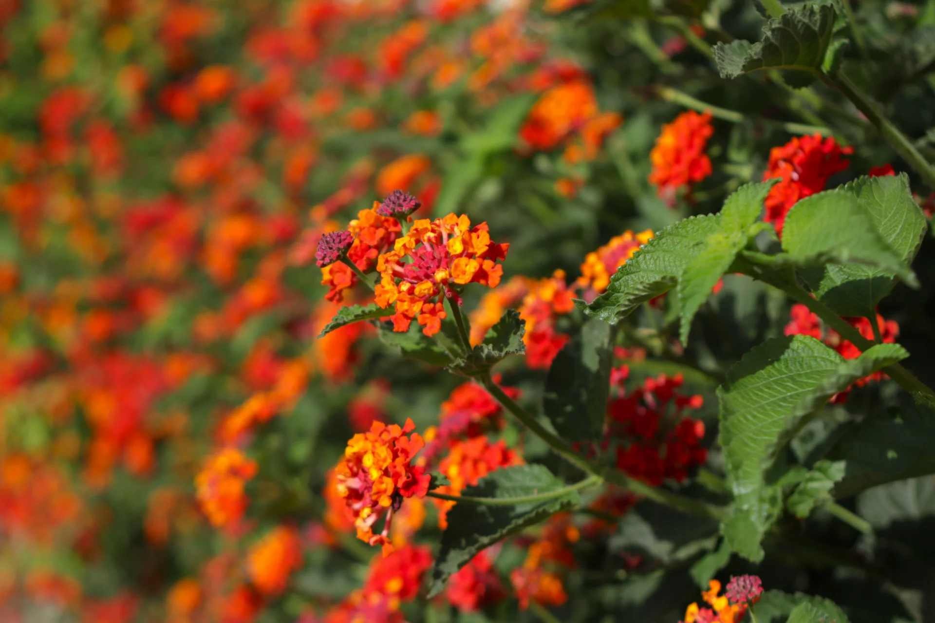 Lantana flowers