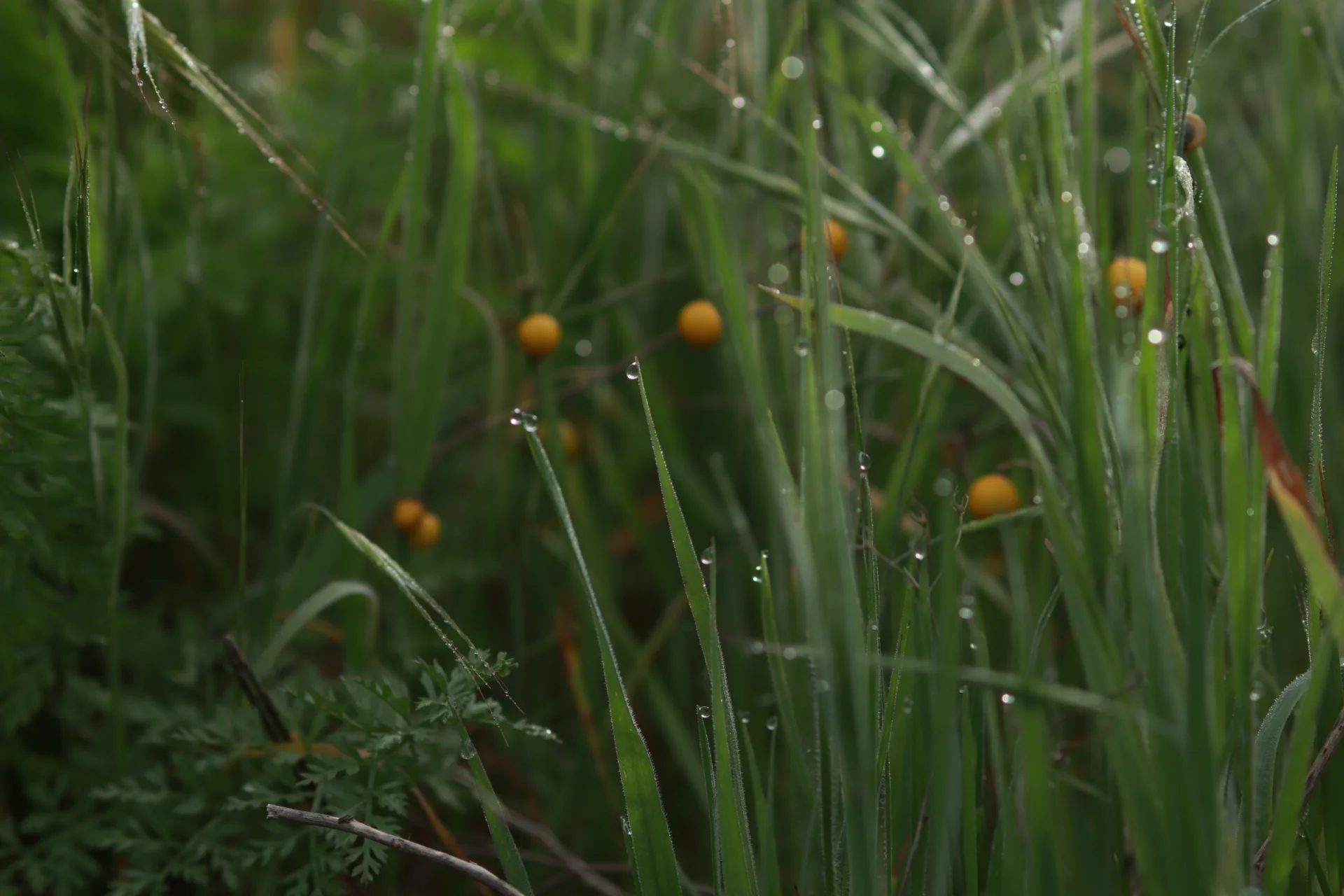 Pearls in the green thicket
