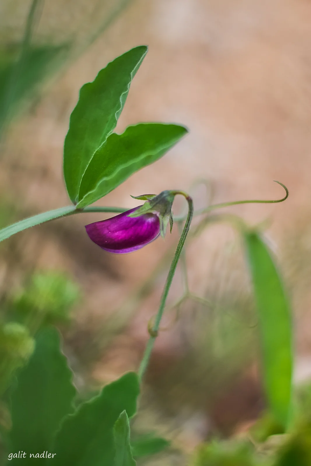Wild Pea Whisper