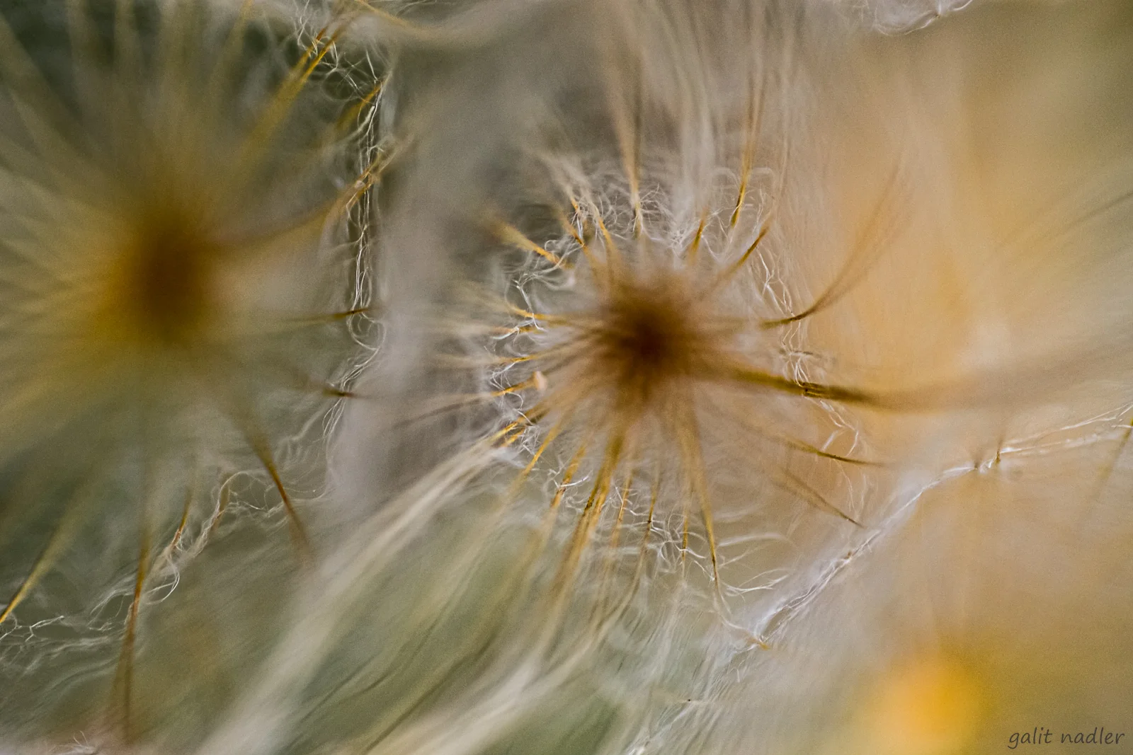 connective tissue
