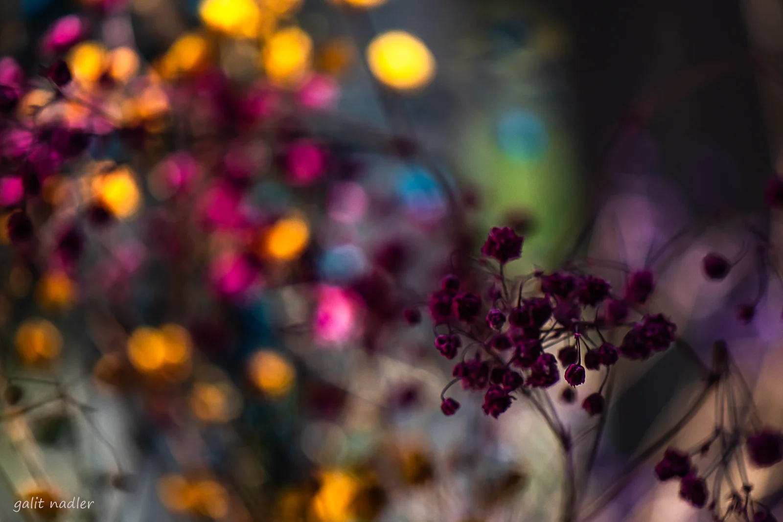 Bloom