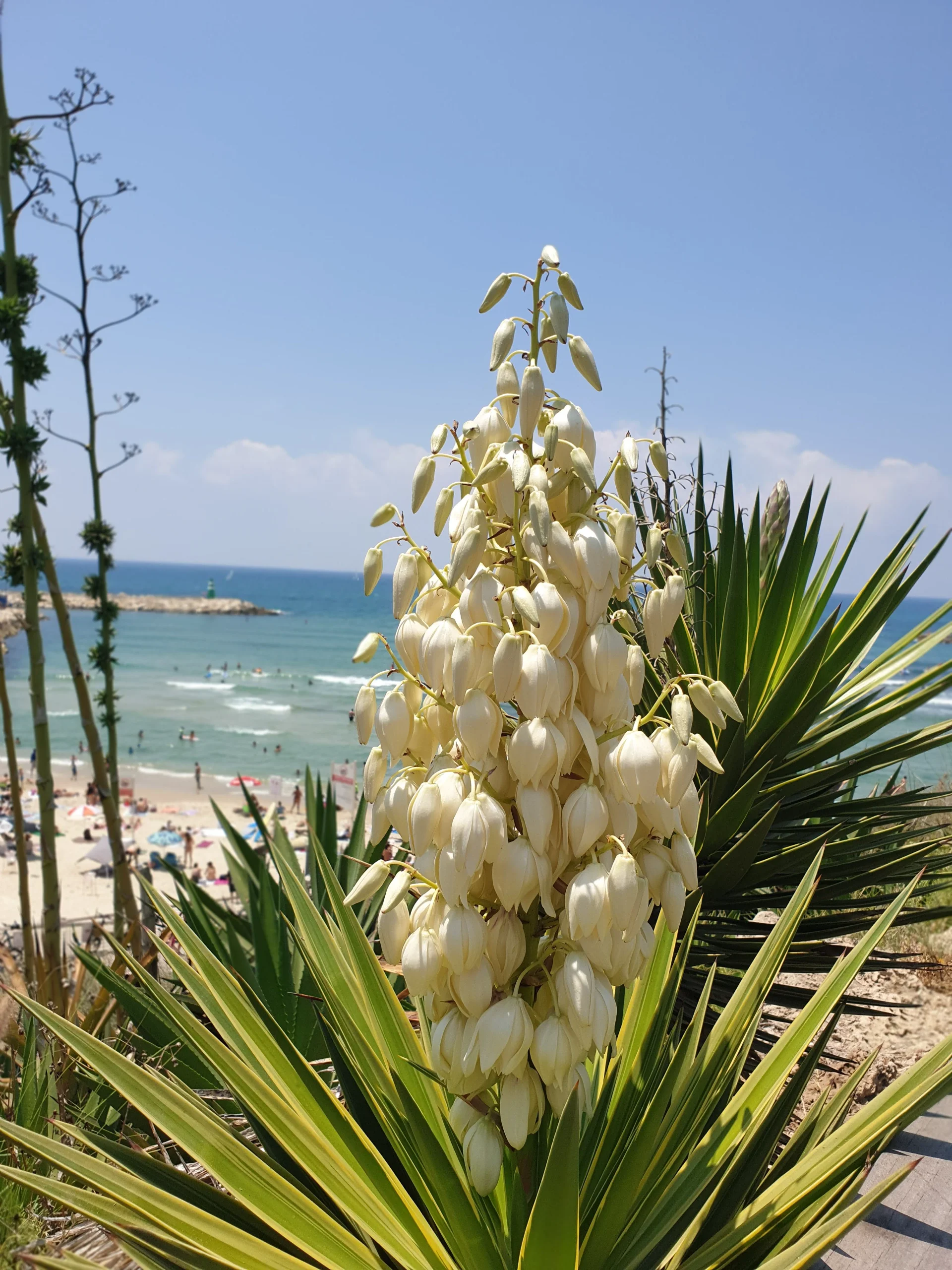 The Midsummer Bloom