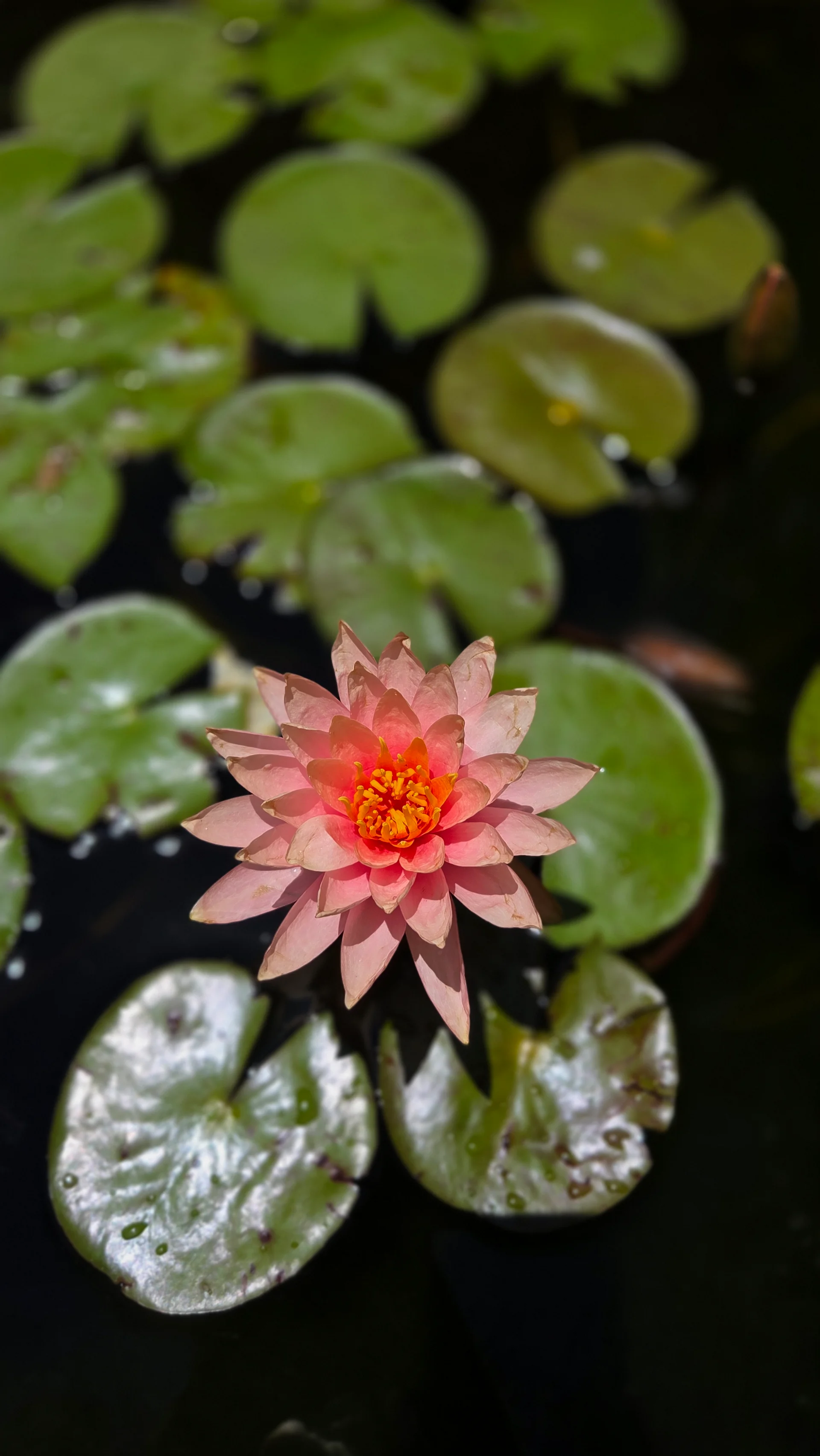 Lotus in Still Water