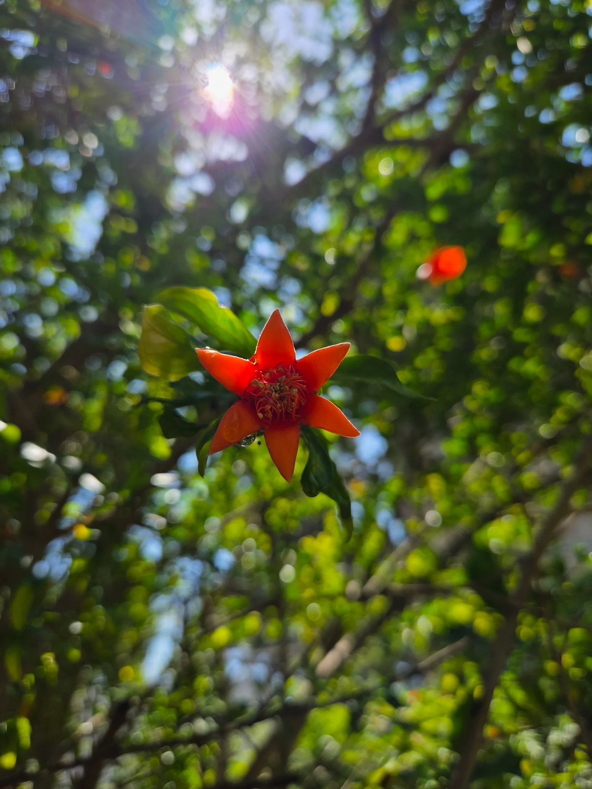 Solar Flare