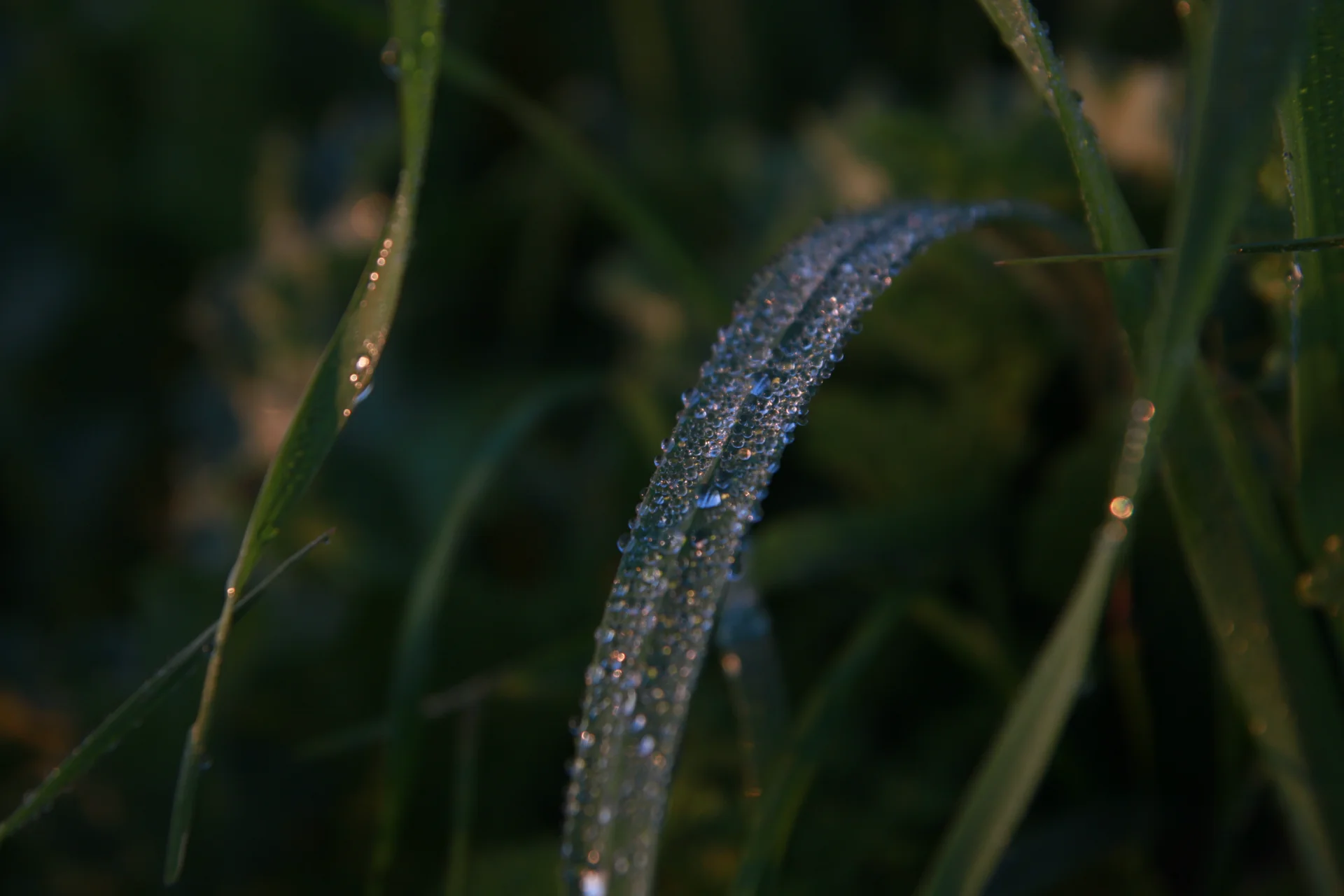 Tears of Dawn