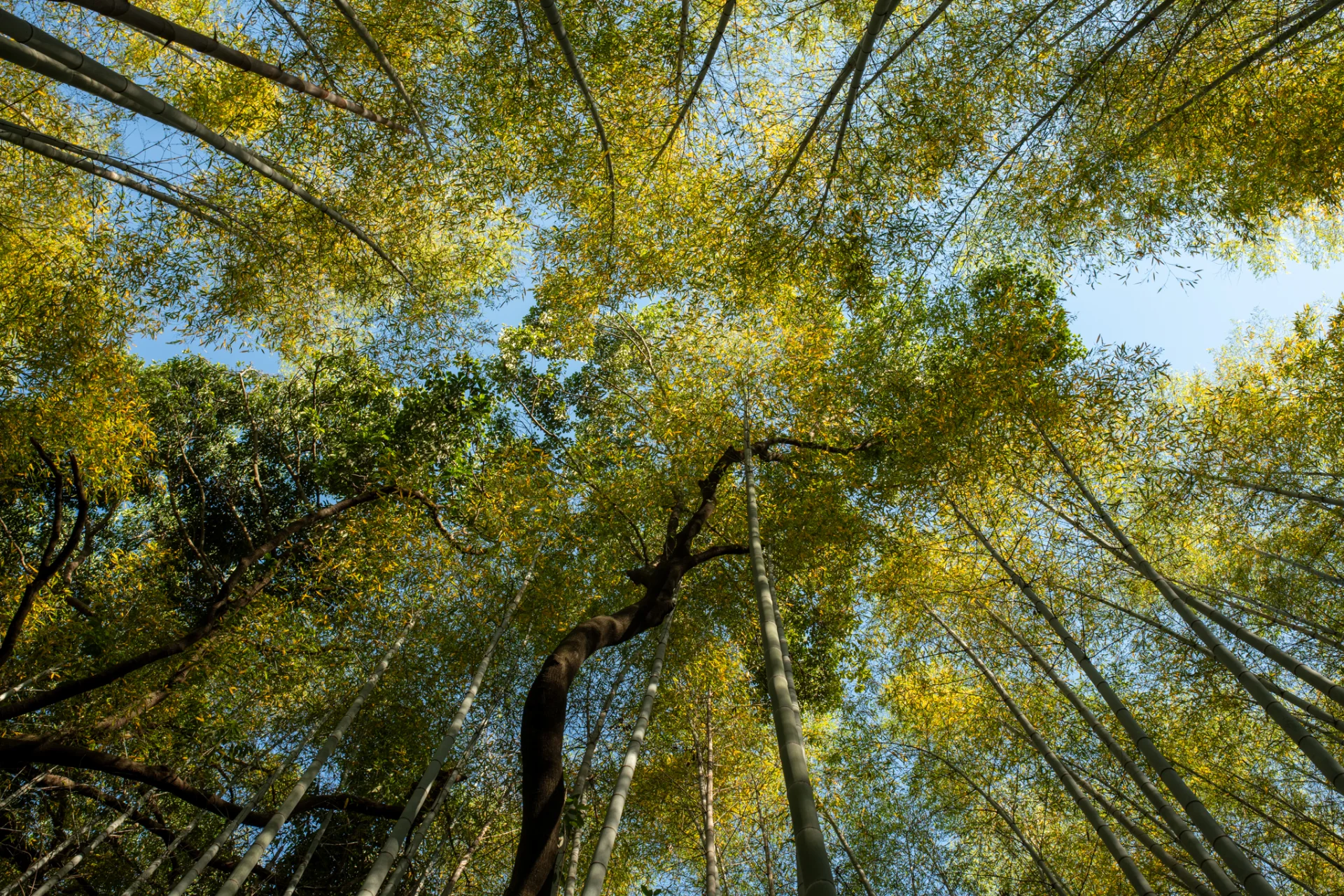 Bamboo Canopy Light