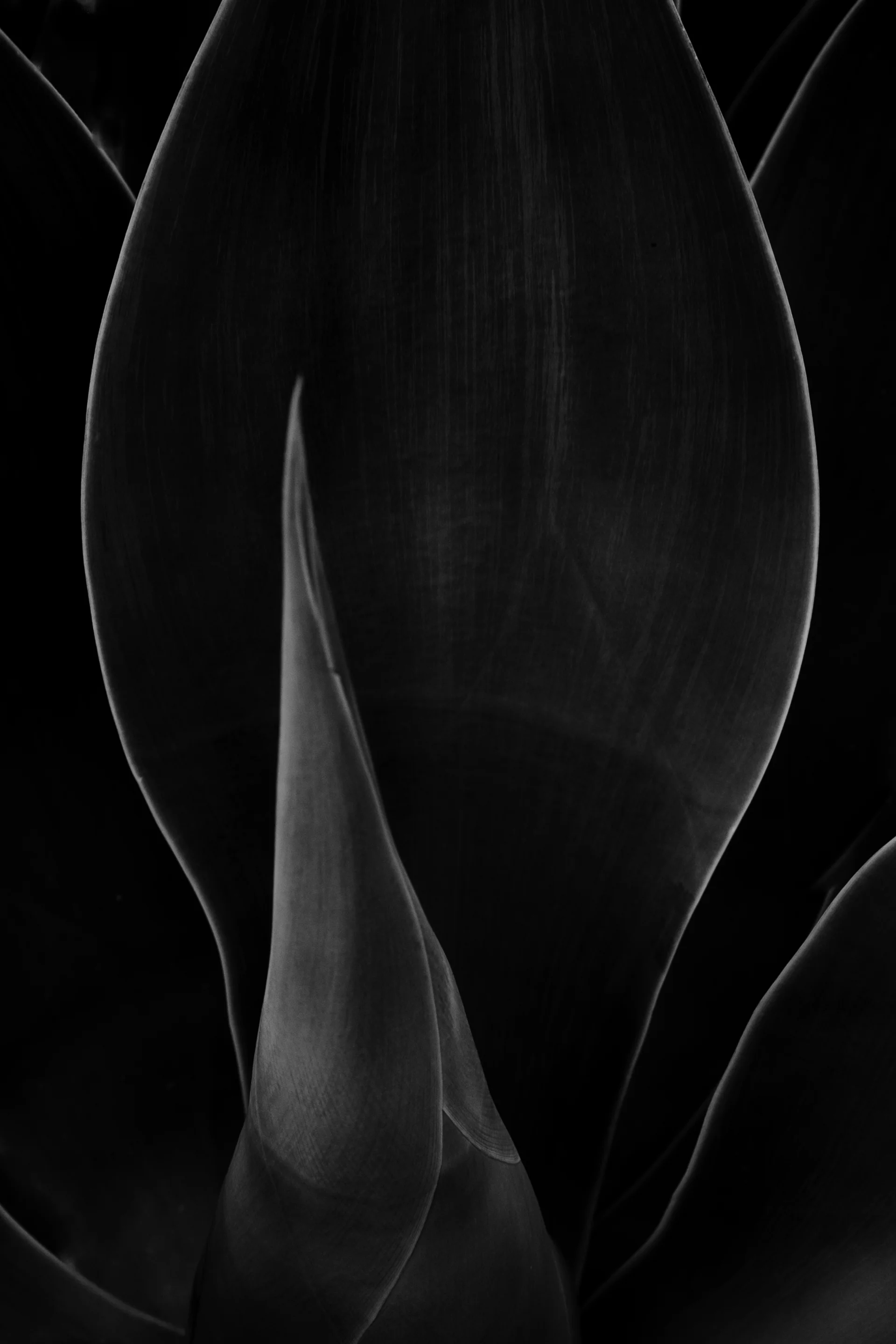 Midnight Petals