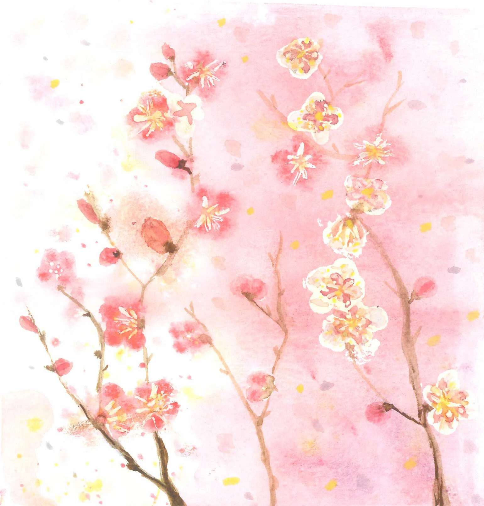 The Almond Tree is in Bloom