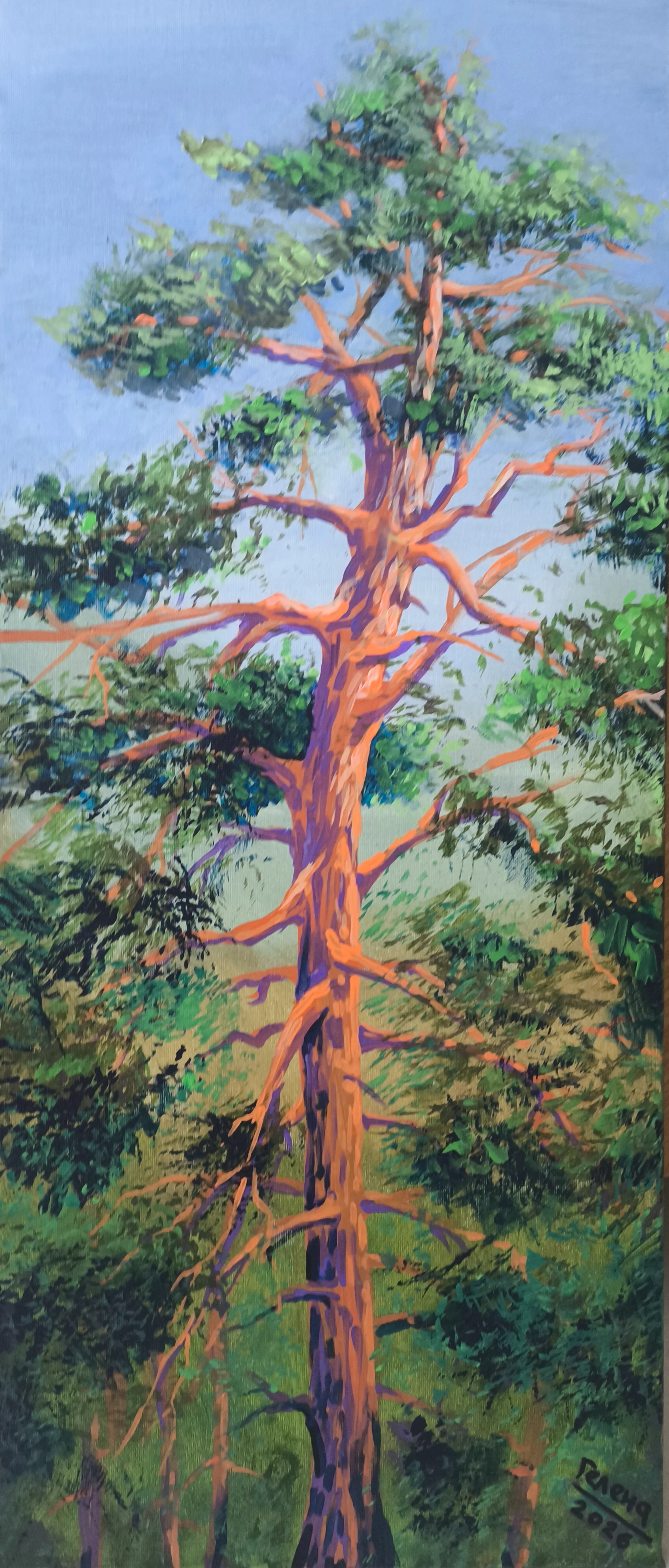 Sunlit Pine Ascent