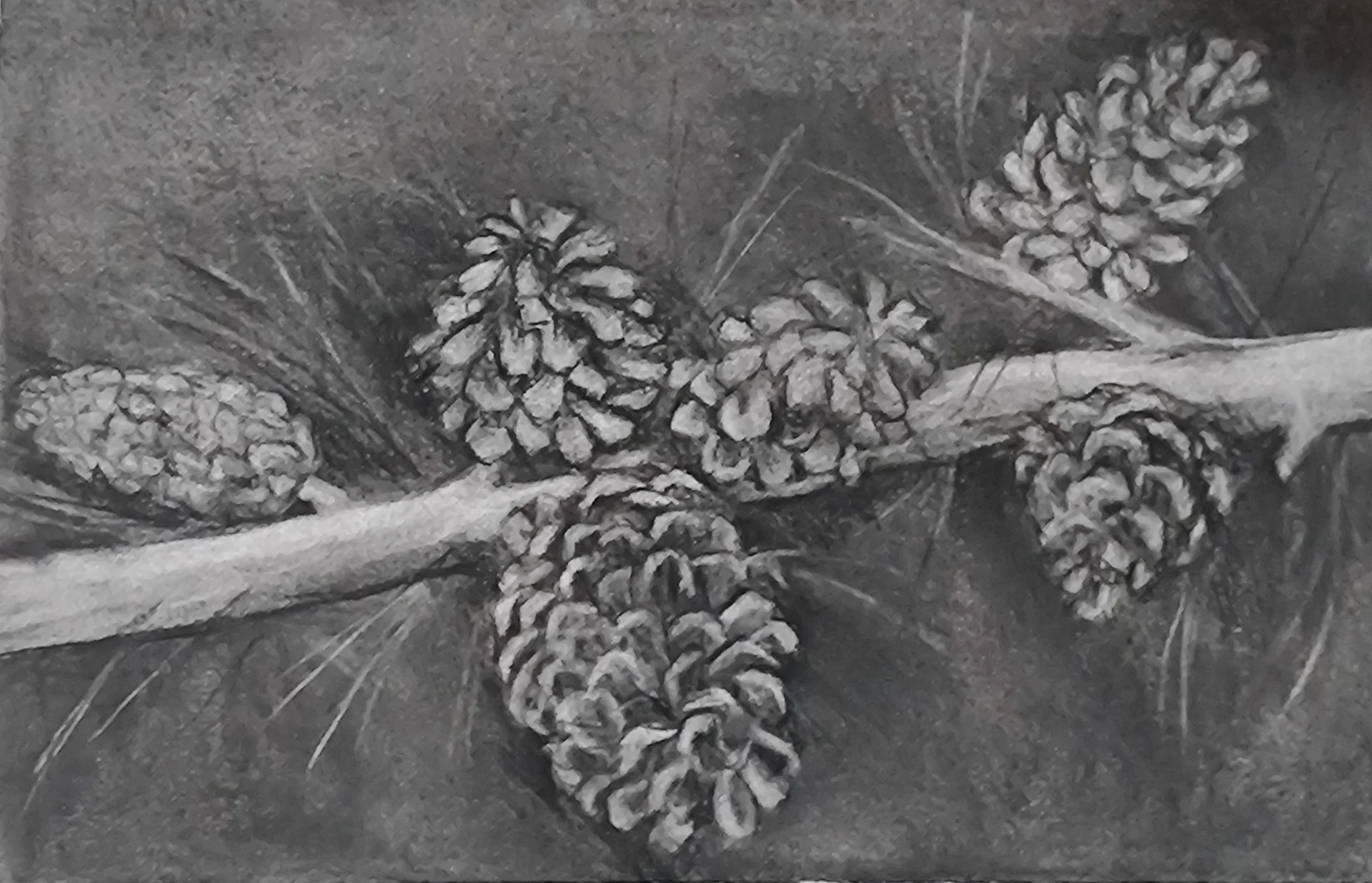 Pinecones on a branchs